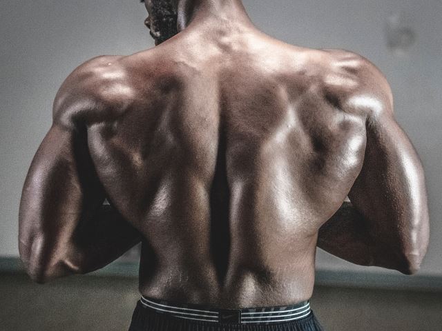 muscles-back